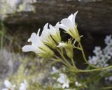 Saxifraga geranioides. Верхушка побега с цветками и бутонами. Испания, автономное сообщество Каталония, провинция Жирона, комарка Рипольес, муниципалитет Сеткасес, курорт \"Вальтер 2000\", ≈2200 м н.у.м., подножие осыпи, луг с зарослями кустарников, под нависающим гранитным блоком. 24.06.2021.