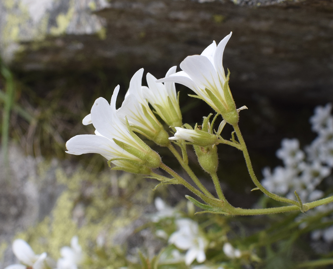 Изображение особи Saxifraga geranioides.