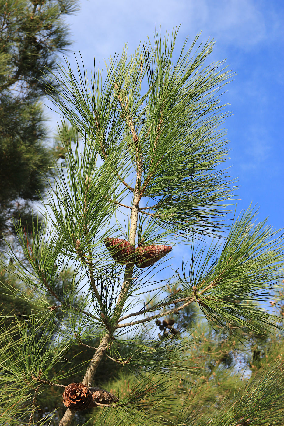 Изображение особи Pinus pityusa.