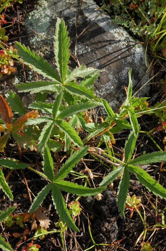 Изображение особи Potentilla recta.