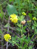 Trifolium aureum. Верхушка цветущего растения. Томск, вырубка под ЛЭП. 25.07.2009.