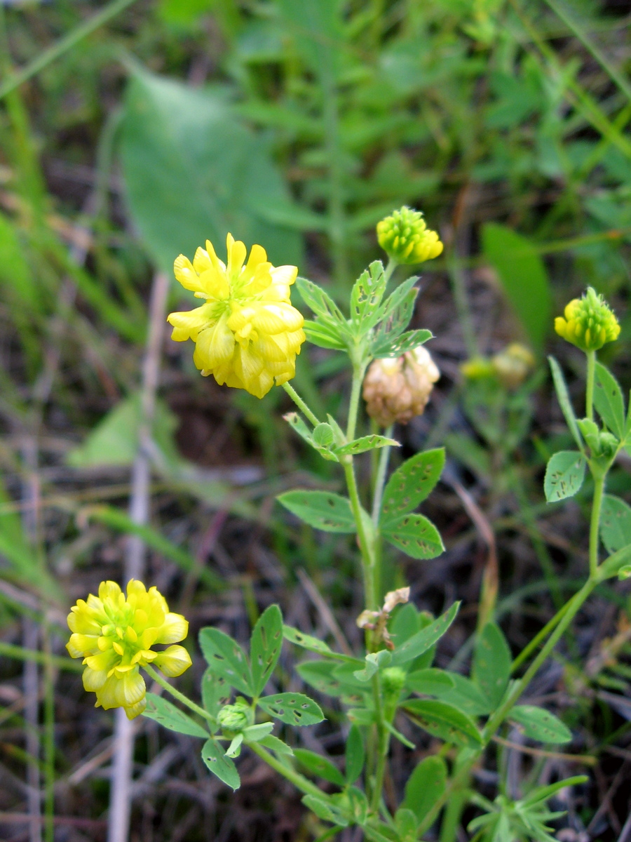 Image of Trifolium aureum specimen.