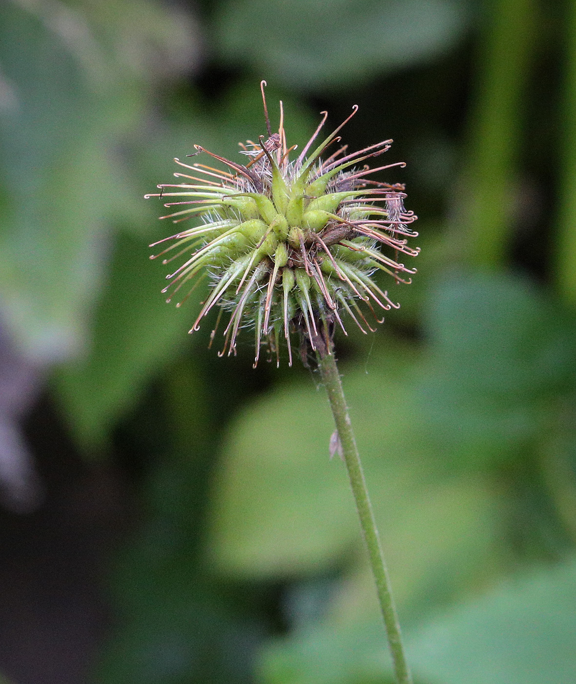 Изображение особи Geum urbanum.