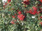 Pyracantha coccinea