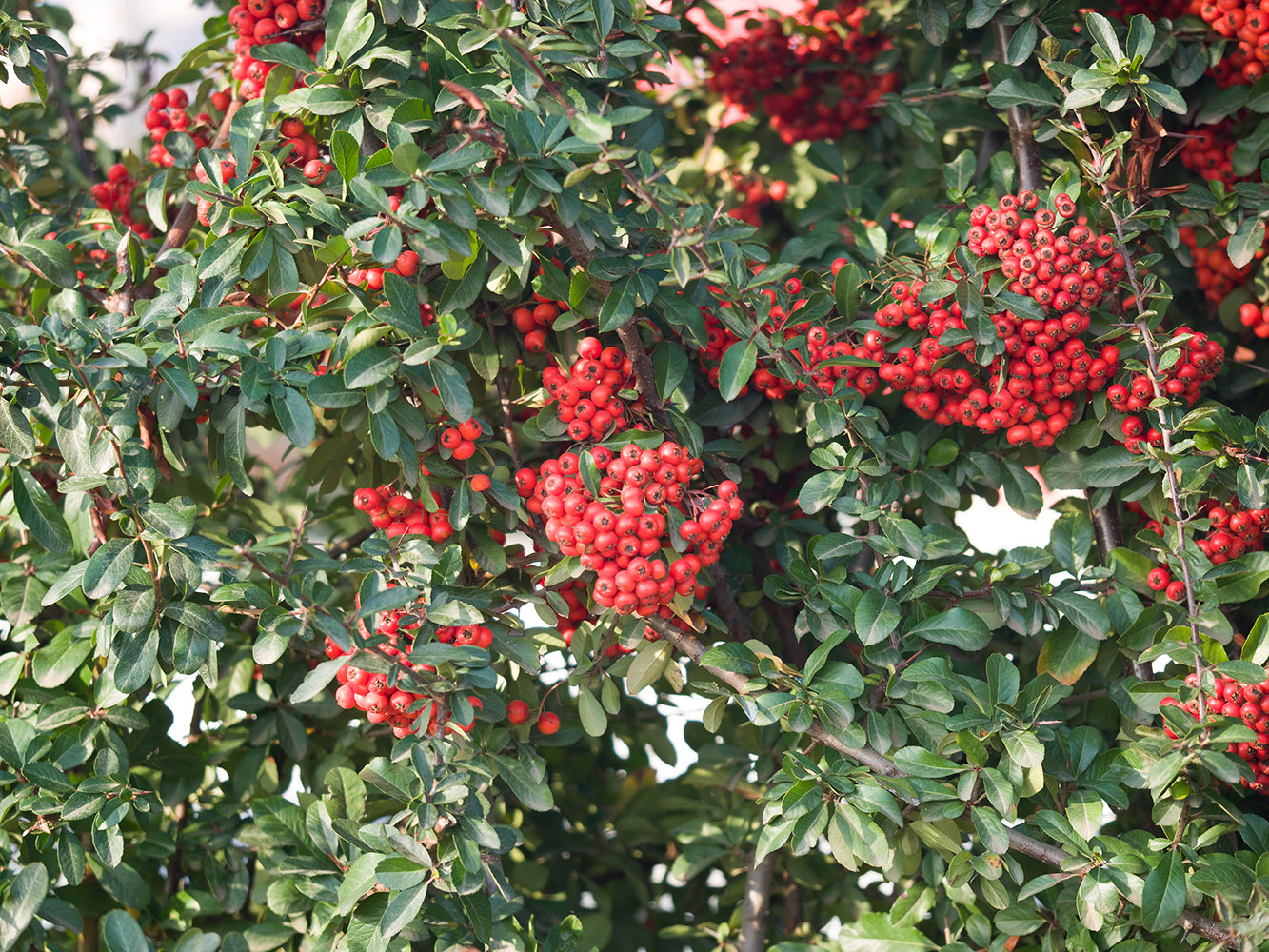 Image of Pyracantha coccinea specimen.