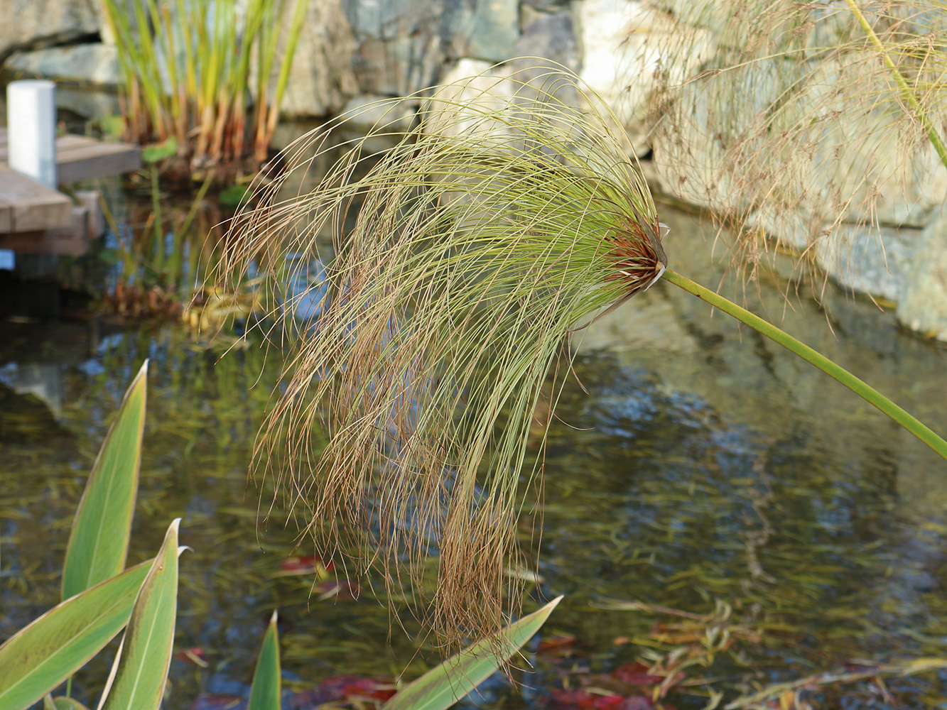 Image of Cyperus papyrus specimen.