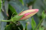 Hibiscus rosa-sinensis. Бутон, сорт ('Bloody Mary'). Израиль, г. Бат-Ям, в культуре. 03.04.2024.