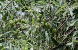 Pyrus salicifolia. Часть ветви с незрелыми плодами. Грузия, г. Тбилиси, в культуре. 10.06.2023.