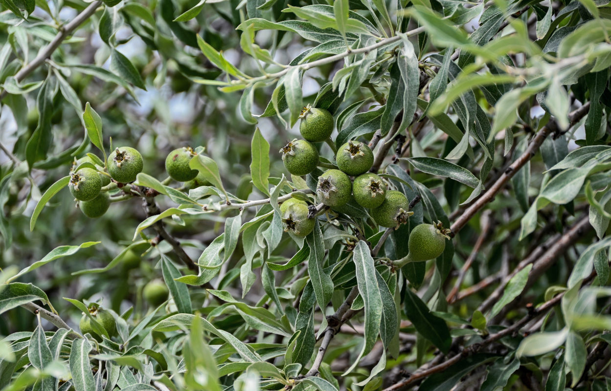 Изображение особи Pyrus salicifolia.