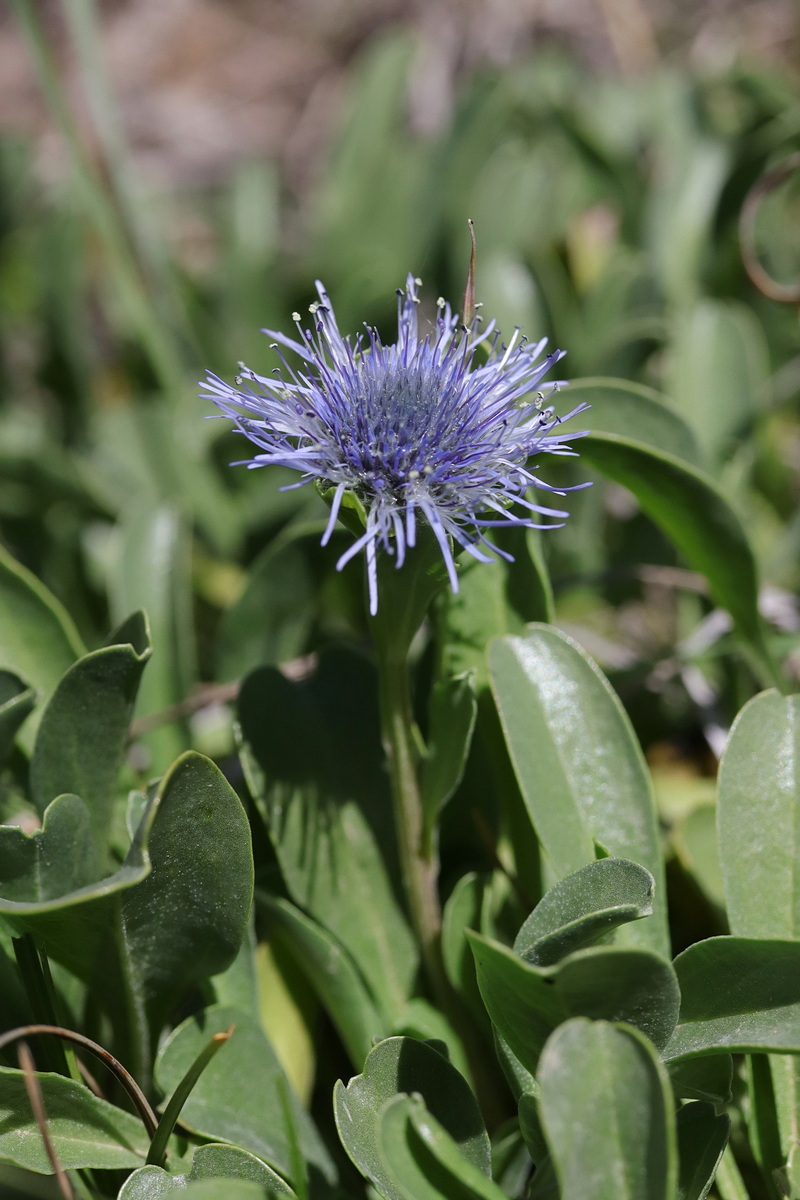 Изображение особи Globularia trichosantha.