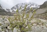 Salix caucasica