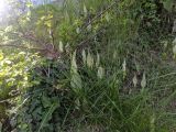 Arum subspecies albispathum
