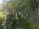 Arum italicum ssp. albispathum