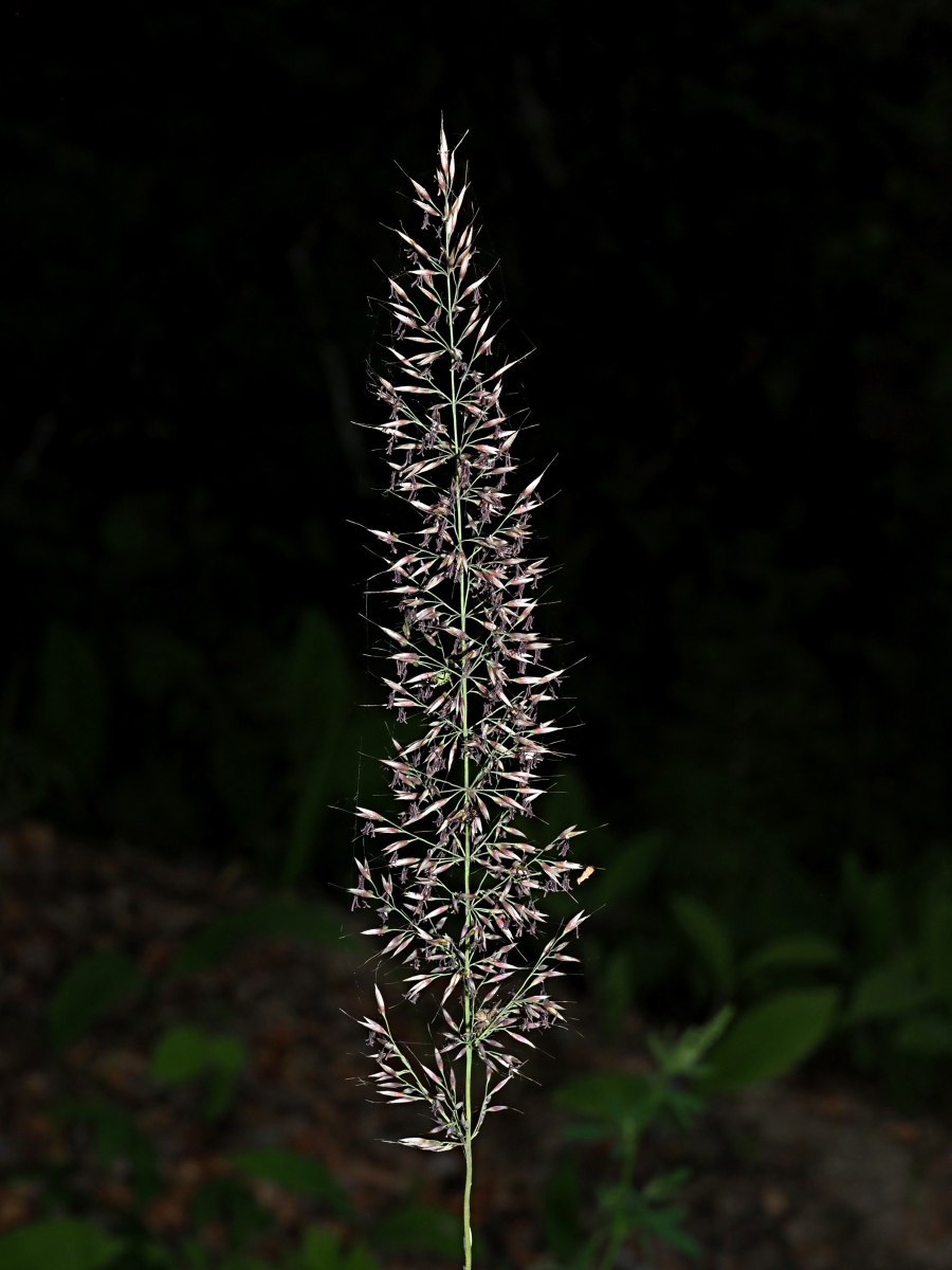 Image of Calamagrostis arundinacea specimen.