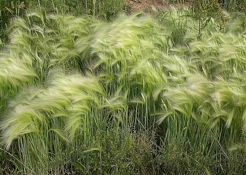 Image of Hordeum jubatum specimen.