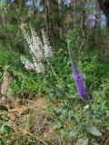 View full-size image Veronica spicata