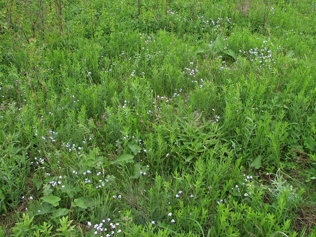 Image of Myosotis popovii specimen.