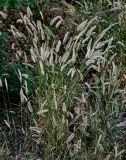 Agropyron pectinatum