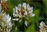 Trifolium repens