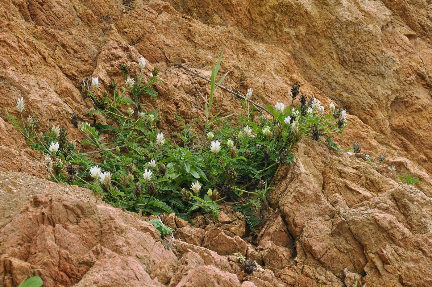 Image of Astragalus marinus specimen.