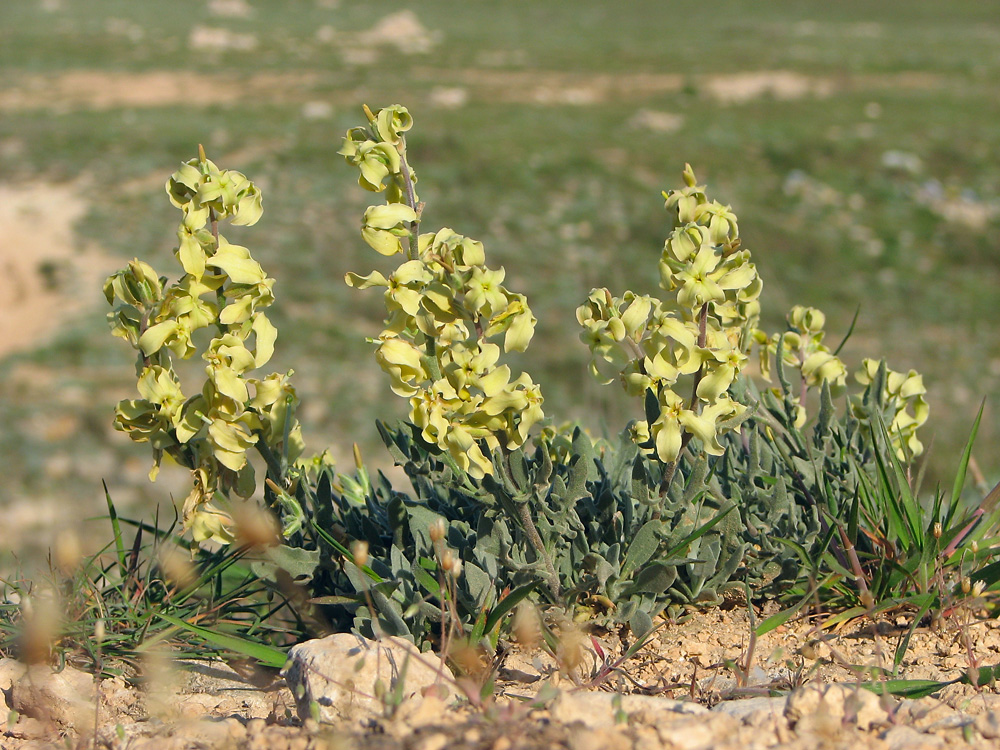 Изображение особи Matthiola odoratissima.