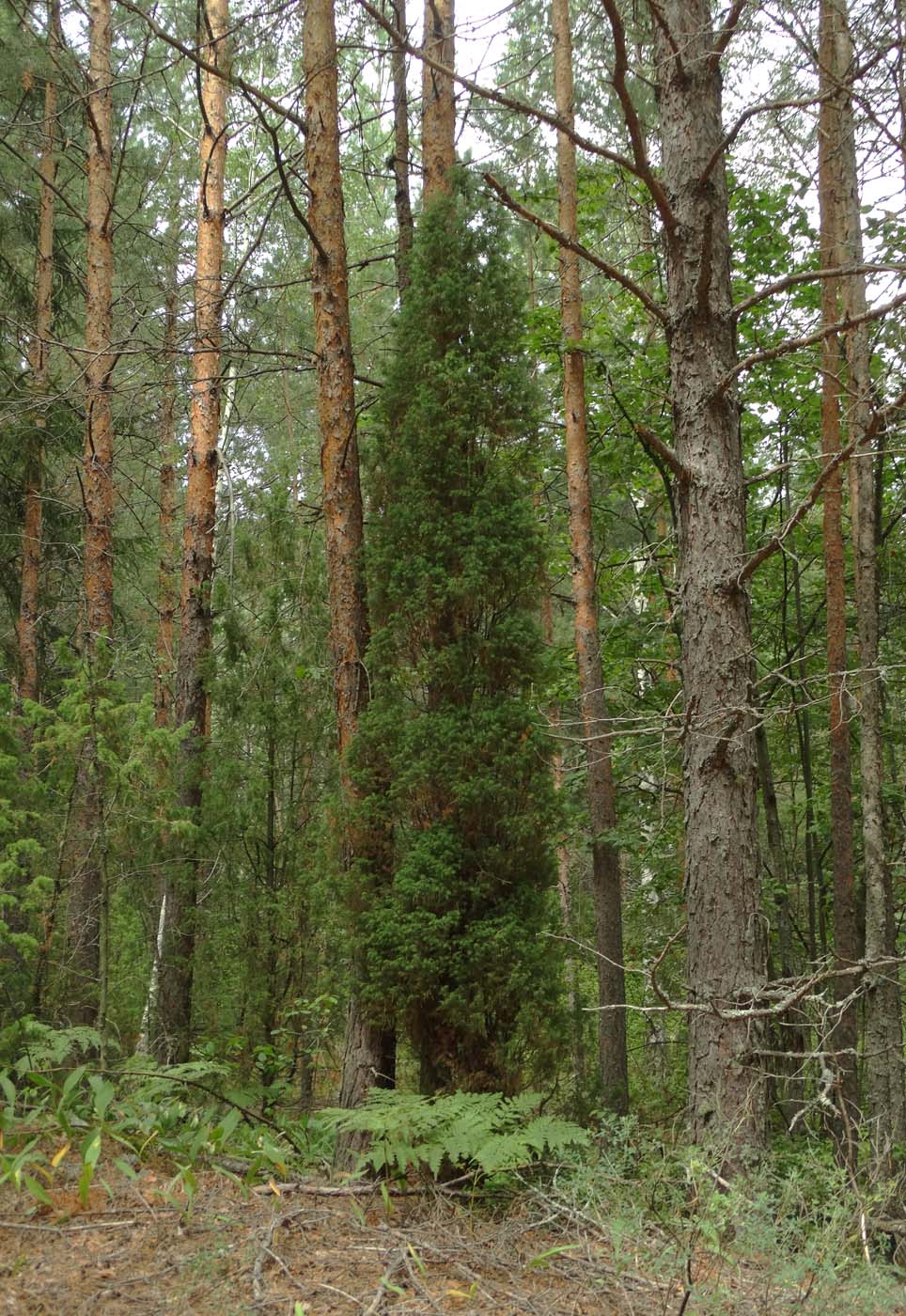 Изображение особи Juniperus communis.
