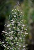 Conyza canadensis