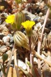 Hedypnois rhagadioloides