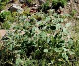 Phlomis sewerzowii