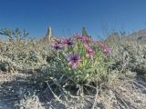 Tragopogon marginifolius