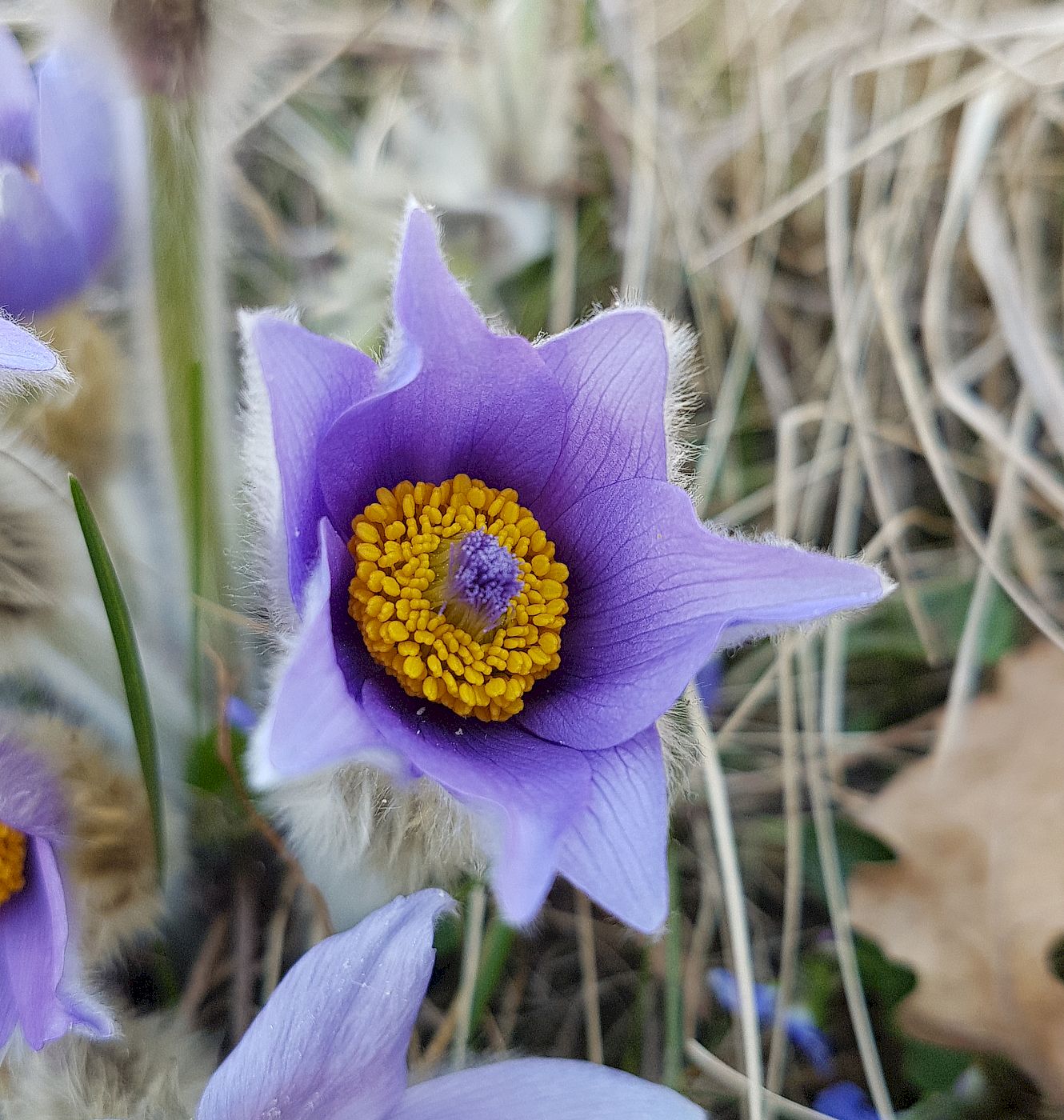 Изображение особи Pulsatilla grandis.