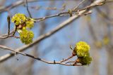 Acer platanoides. Верхушки веточек с соцветиями. Ленинградская обл., Ломоносовский р-н, дол. р. Шингарка, берег р. Фабричная Речка, закустаренный разнотравный луг. 01.05.2025.
