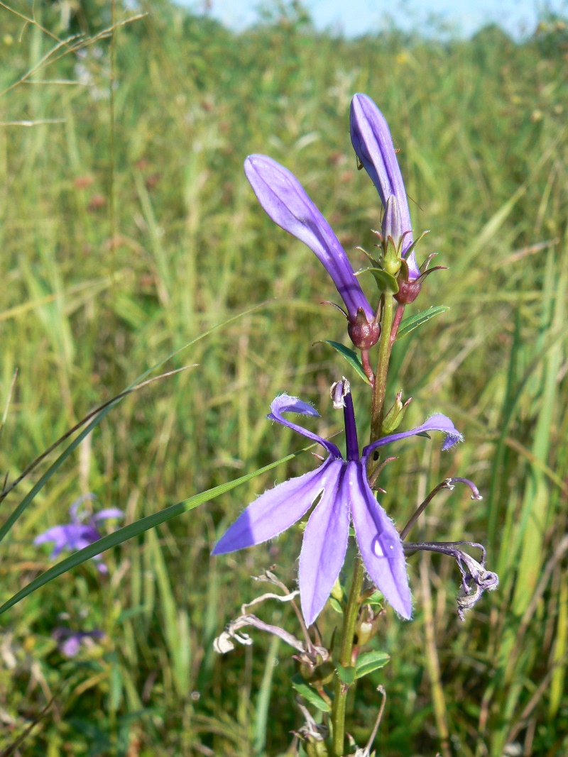 Изображение особи род Lobelia.