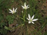 Ornithogalum umbellatum. Соцветие. Украина, Закарпатская обл., Виноградов, Чёрная гора, травянистый склон. 5 мая 2008 г.