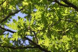 Quercus calcarea