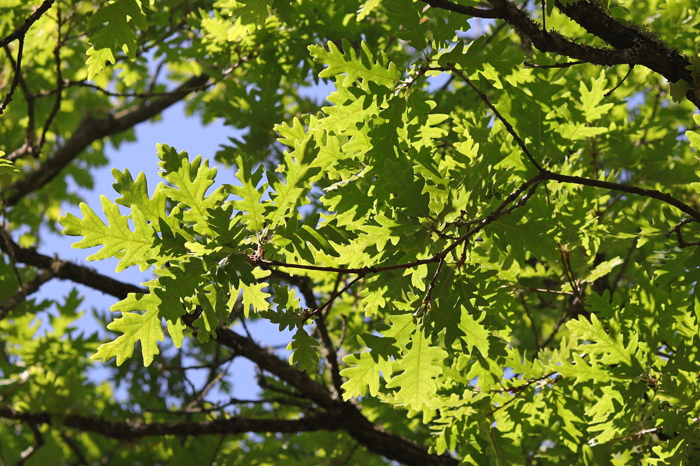 Image of Quercus calcarea specimen.