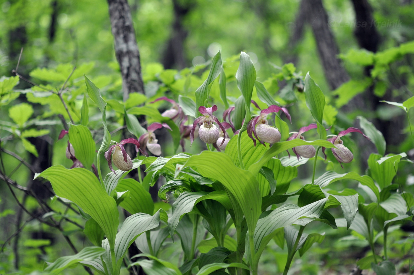 Image of Cypripedium × ventricosum specimen.