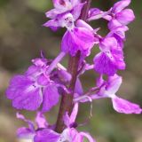 Image of taxon representative. Author is Евгений Комаров