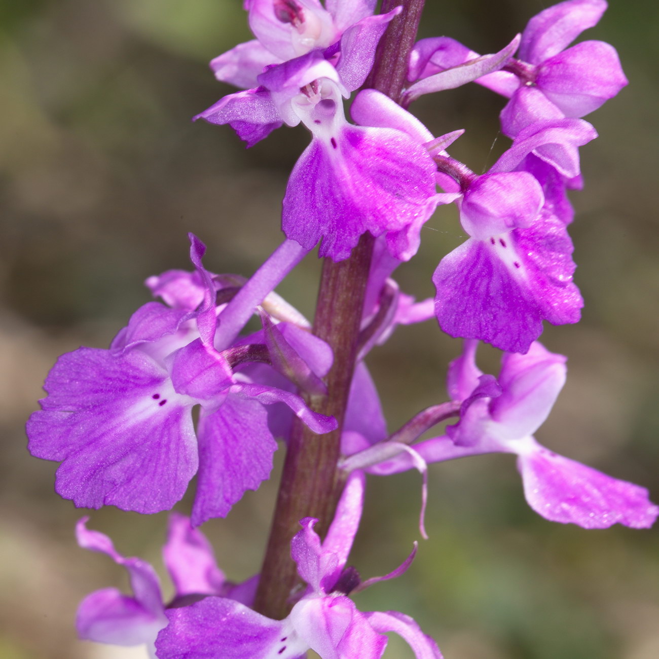 Image of Orchis mascula specimen.