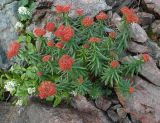 Rhodiola linearifolia
