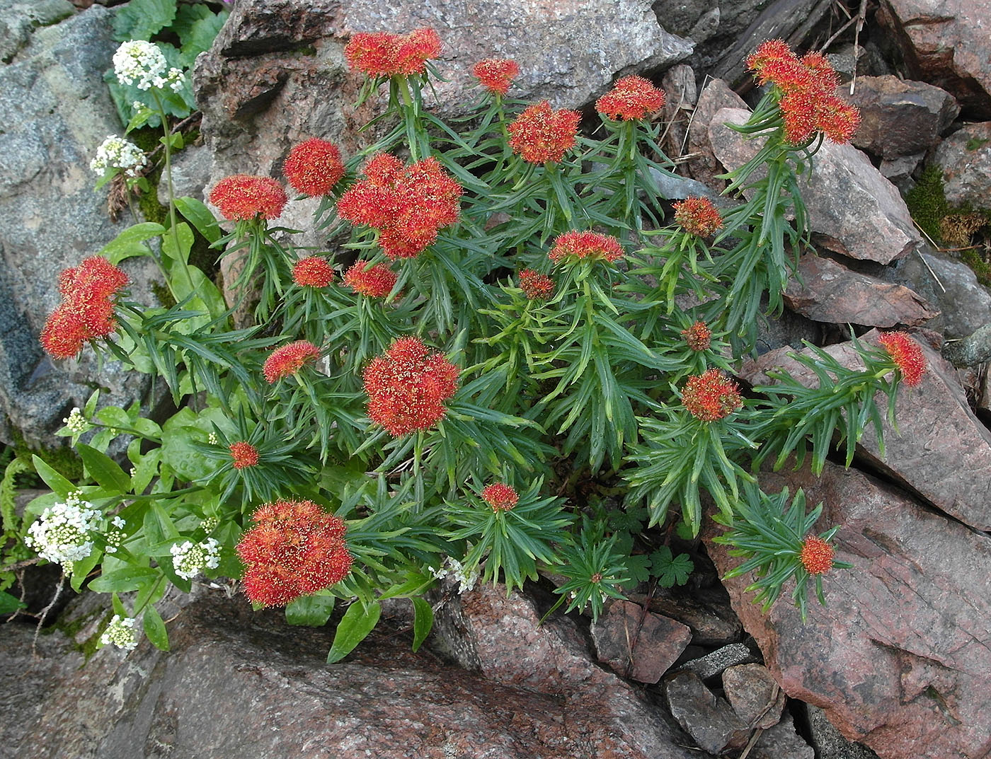 Изображение особи Rhodiola linearifolia.