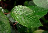 Actinidia kolomikta