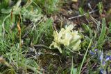 род Astragalus