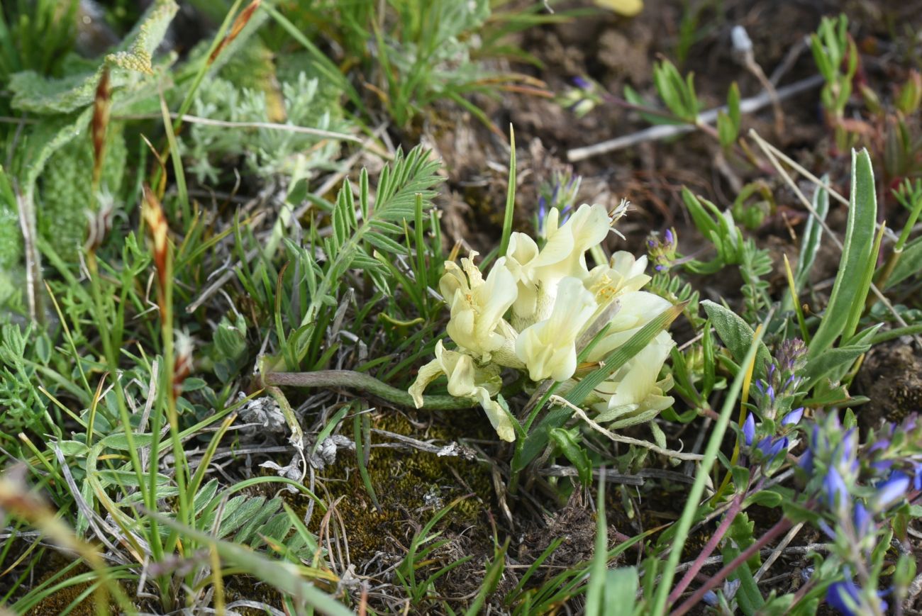 Изображение особи род Astragalus.