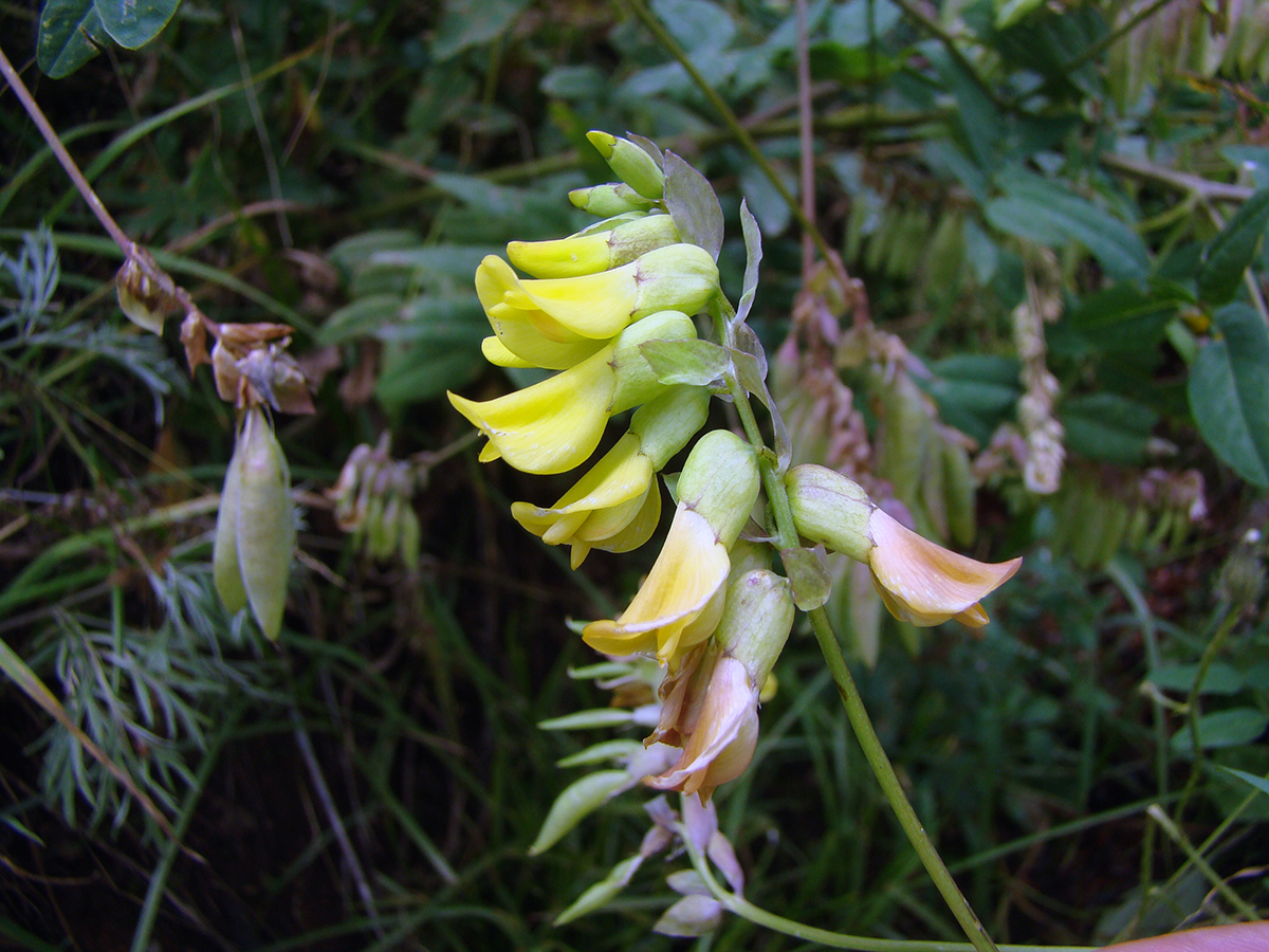 Изображение особи Astragalus lepsensis.