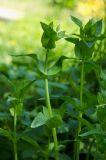 Cerastium davuricum. Верхушка побега с развивающимся соцветием. Башкортостан, Кугарчинский р-н, окр. дер. Мурадымово, природный парк \"Мурадымовское ущелье\", дол. р. Б. Ик, в тени деревьев. 31 мая 2024 г.