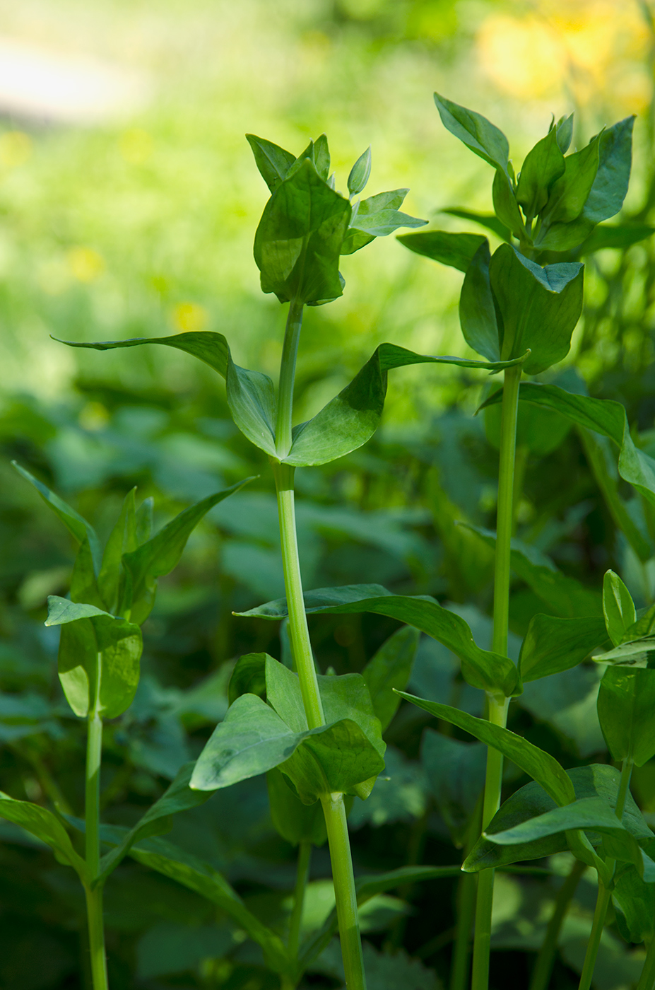 Изображение особи Cerastium davuricum.
