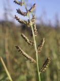 род Echinochloa. Часть соцветия. Испания, Каталония, пров. Жирона, комарка Баш Эмпорда, муниципалитет Калонже, залежь. 21.09.2025.