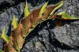 Cyrtomium falcatum. Часть вайи с сорусами (вид на абаксиальную поверхность). Португалия, Азорские о-ва, о-в Сан-Мигел, г. Понта-Делгада, каменистое побережье. 11.08.2025.