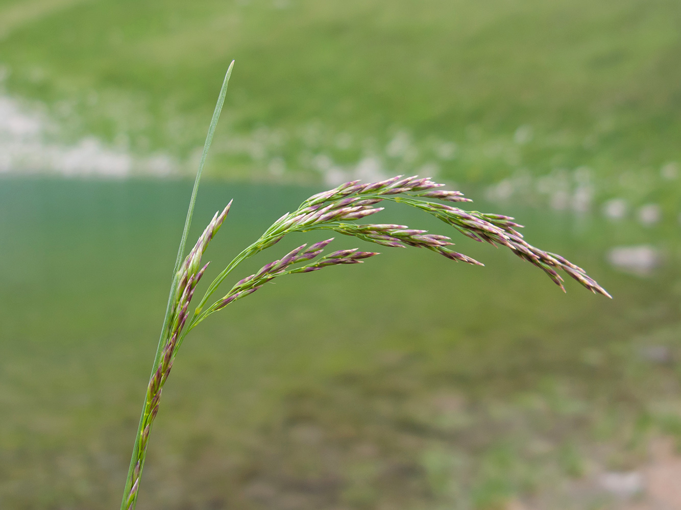 Image of Deschampsia cespitosa specimen.
